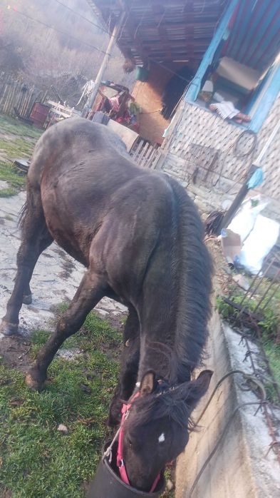 Vand mânz armasar cuminte