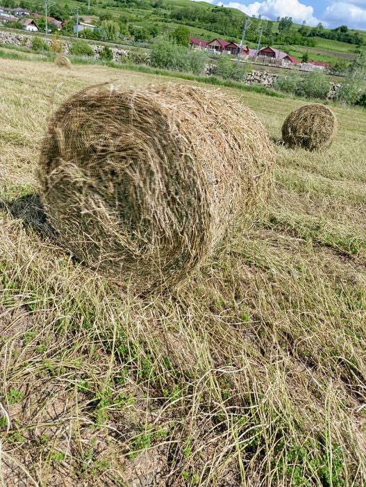 Vând baloți de lucerna