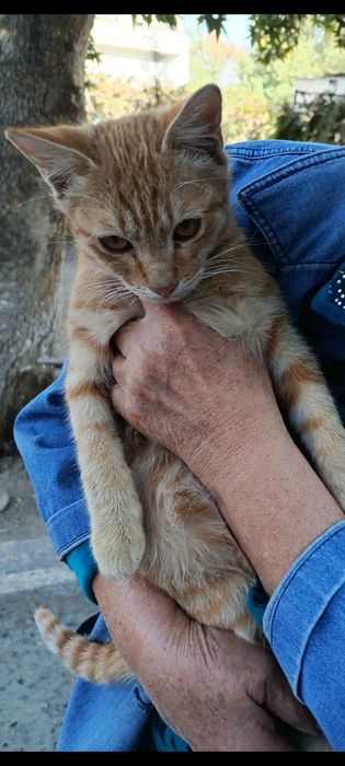 Котенок в добрые ответственные руки