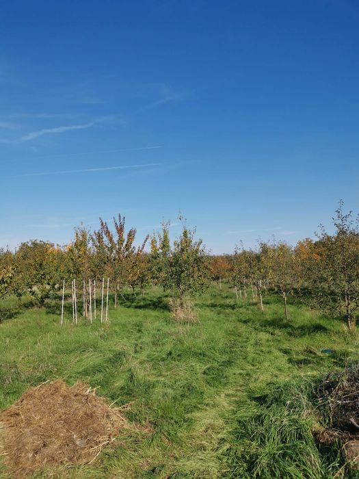 Vând teren cu casa în CF Ianova