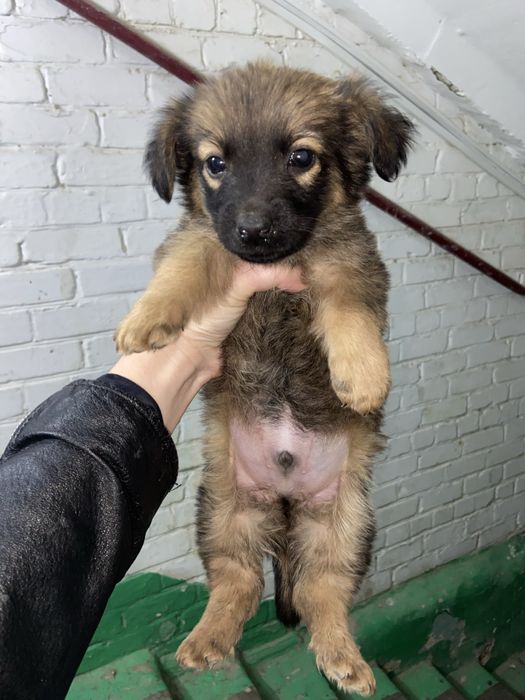 Щенок в добрые руки