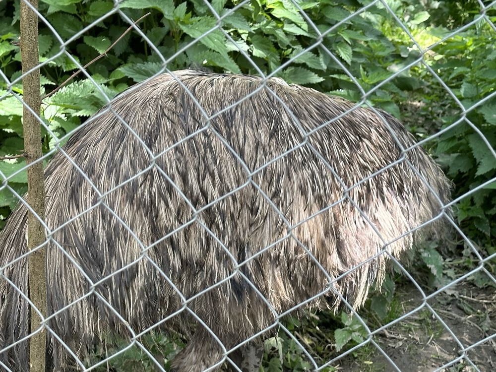 Struti emu de 2 ani si 2 luni