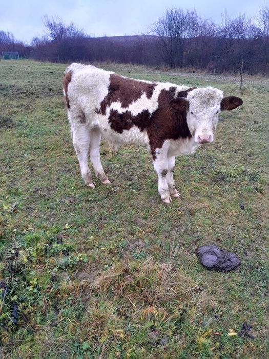 Vand trei tăuraşi și o vițea în vârstă de opt noua luni