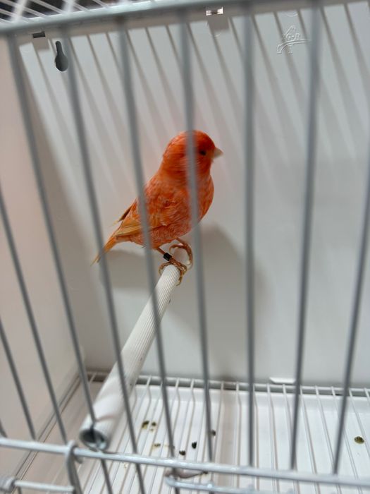 Canari roșii de vanzare