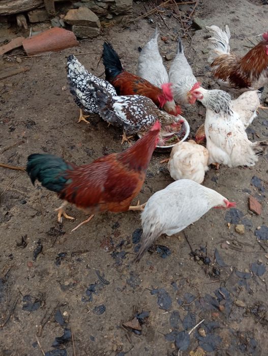 Кокошки:10лв. Броя.