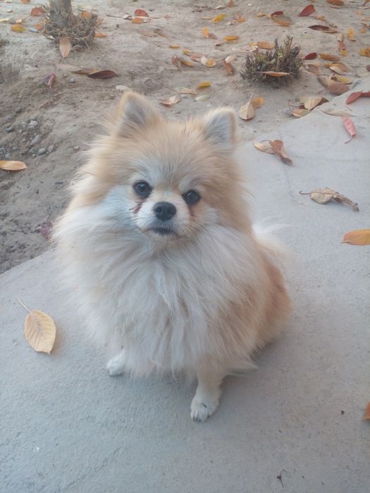 Померанский шпиц