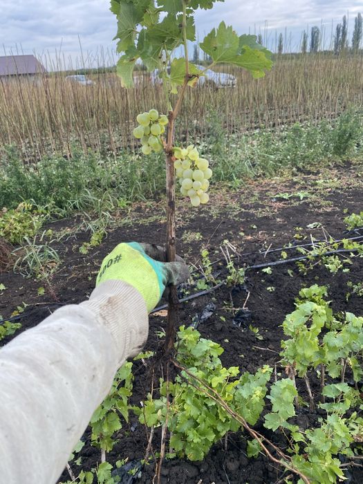 Butasi vita de vie direct pe rod