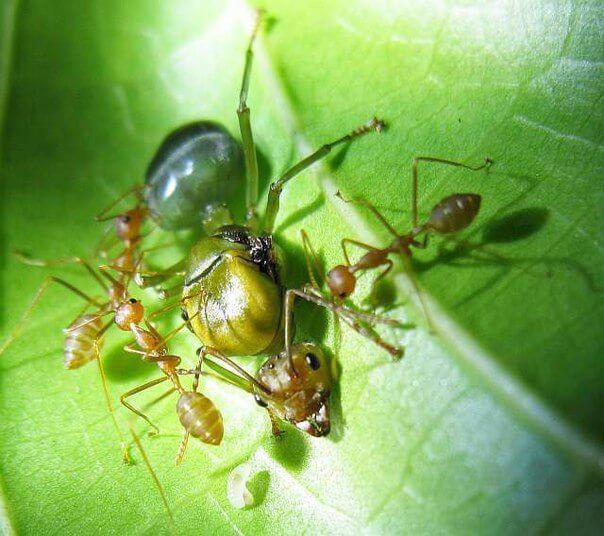 Муравьи Oecophylla smaragdina Экофилы