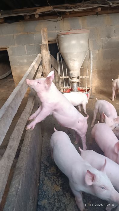 Бели прасета за клане  5.50лв