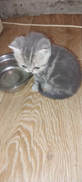 Продам котят порода Британец