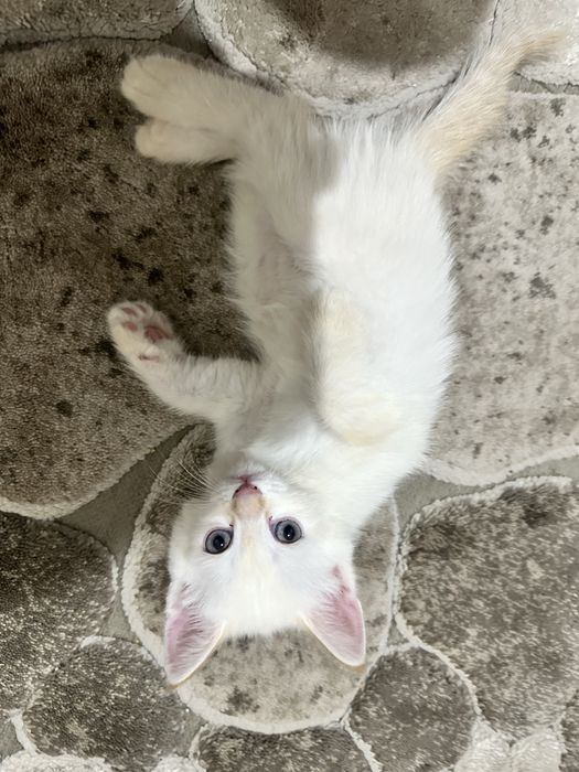 Aqilli parodiyali mushukla sotilad