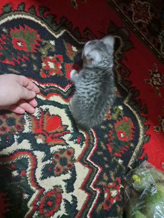 Мушукчалар сотилади 200минг