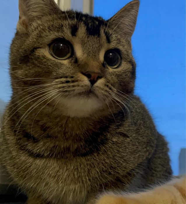 Вязка кошка ищет вислоухого кота