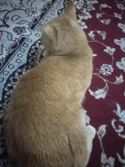 Viyaska xizmat qiz bola mushuklar taklif etamiz