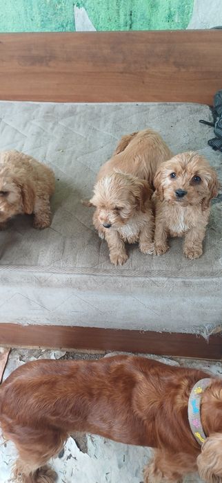 Малки кученца търсят своите усиноветили