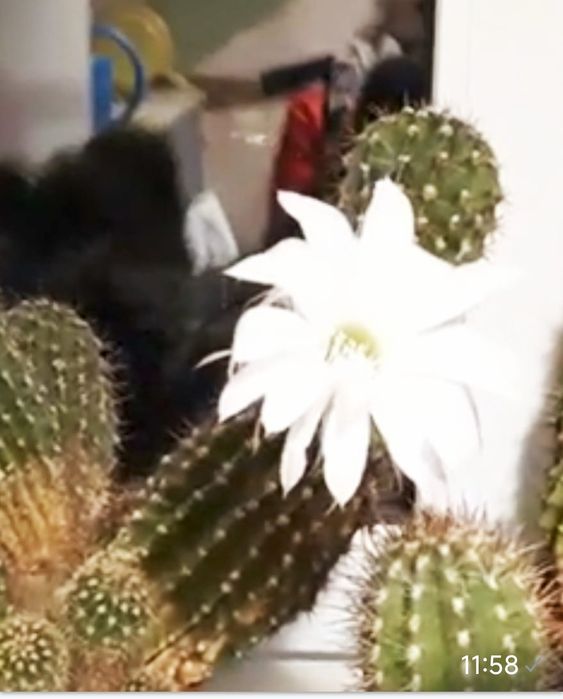 ЭХИНОПСИС Цветущий Кактусктустус