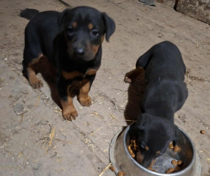 Мъжки малък доберман