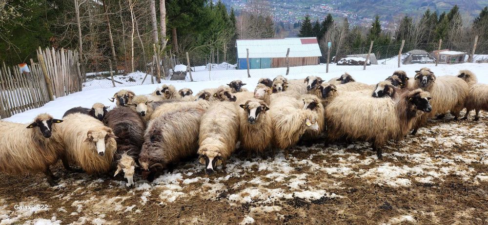 Vand 52 de oi   mai multe detali la nr