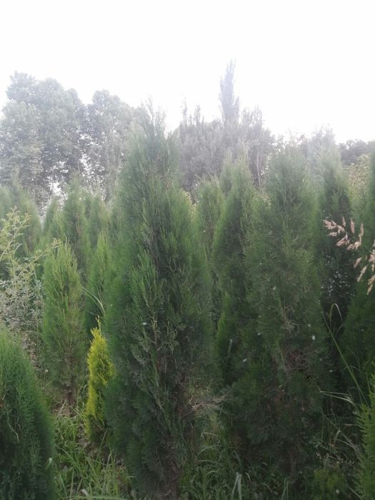 Туя арчалари хар кандай размердагилари.