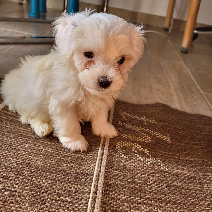 Vand pui bichon maltez