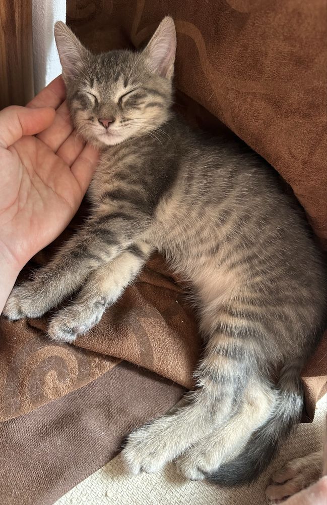Красиви малки котенца