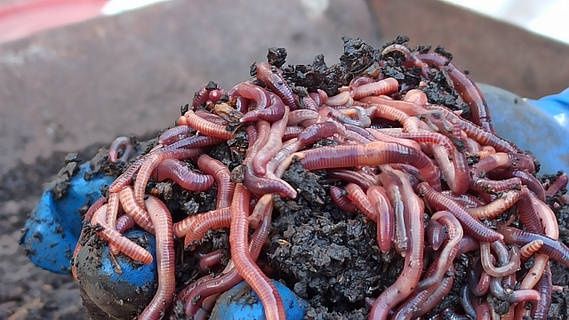 Калифорнийские Черви Старатель