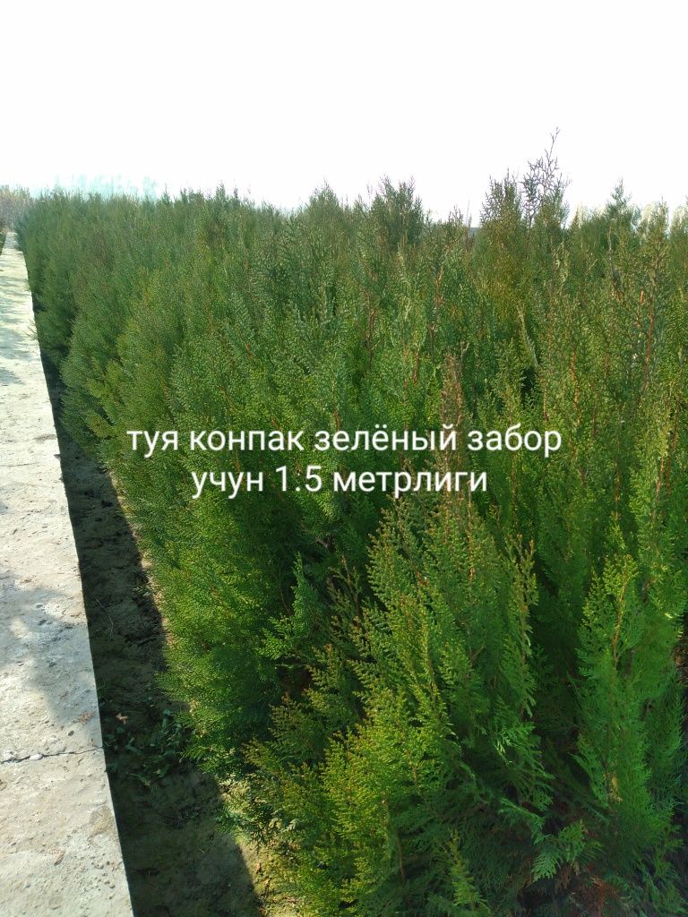 Арчалар. Сасна, Китоб. Туя можовелник сасна