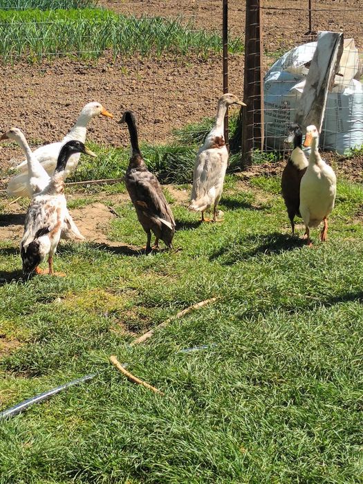 Vând rățoi indieni(rațoi alergători)