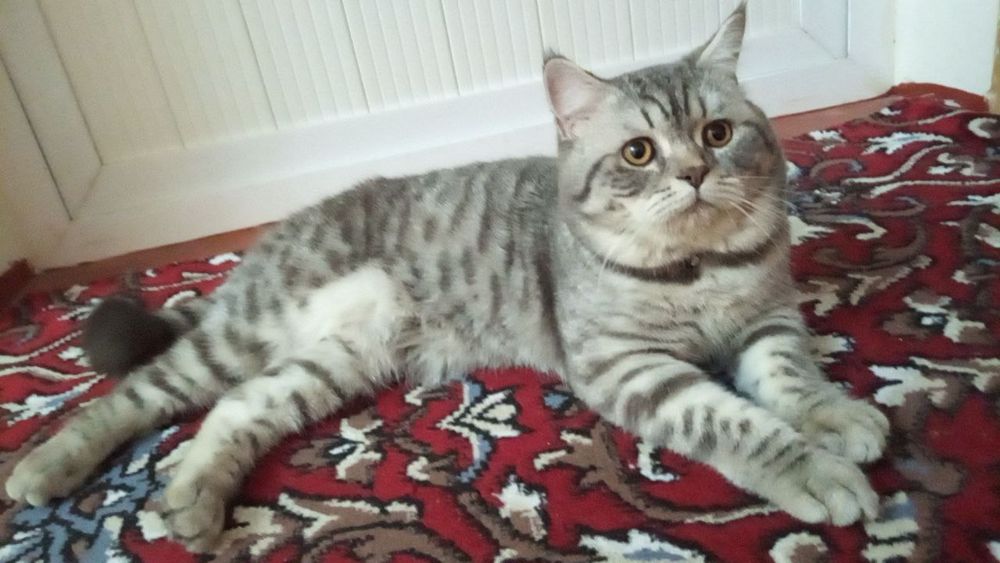 Вязкага. Насл олиш учун!!!