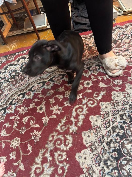 Продам американский питдбуль девочка