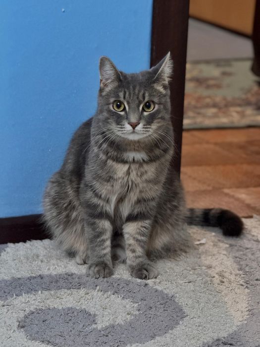 Животные ,кошки ,