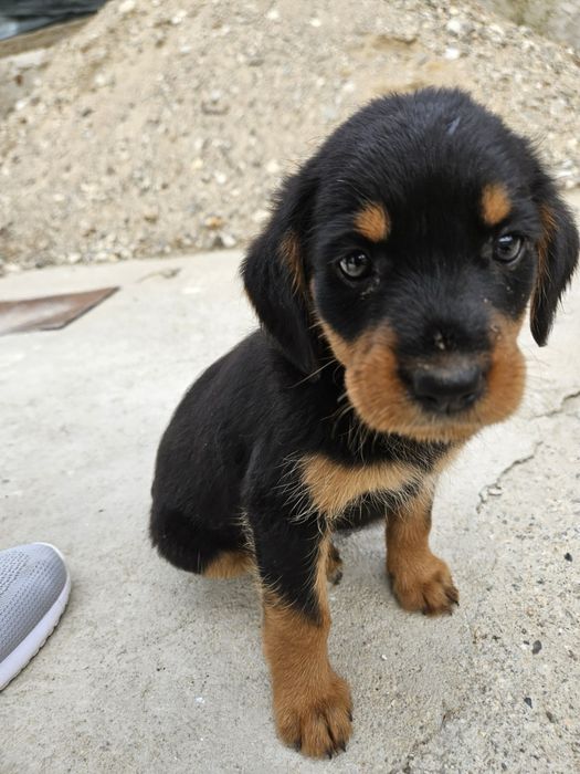 Подарява се мъжко куче Гонче