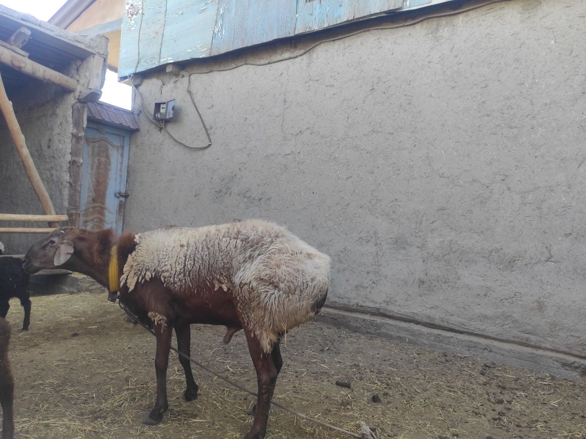 Arashan Qoʻchqor Sotiladi 2 yoshar