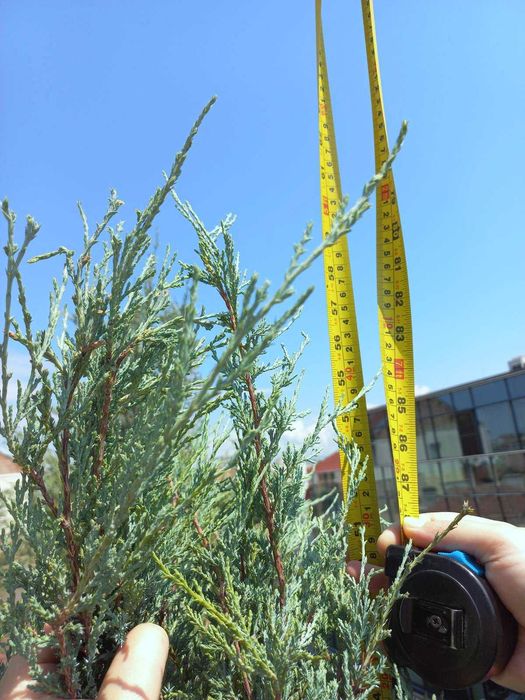 Хвойна „Синя Стрела" / Juniperus „Blue Arrow"