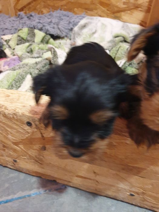 Adoptie Yorkshire terrier minitoy