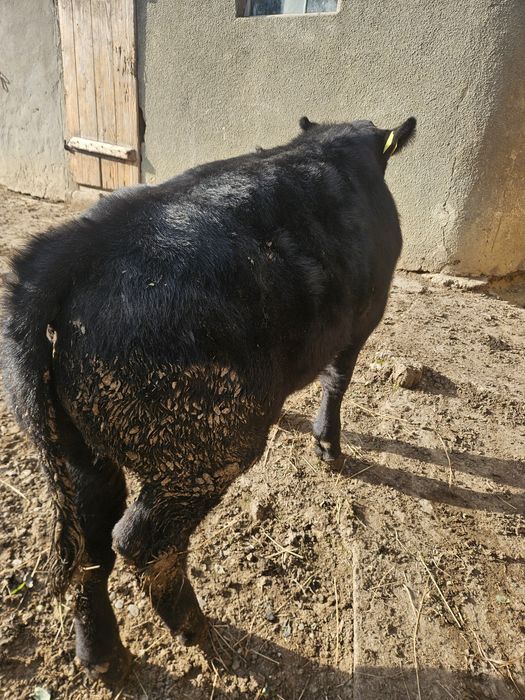 Vițel angus de vânzare