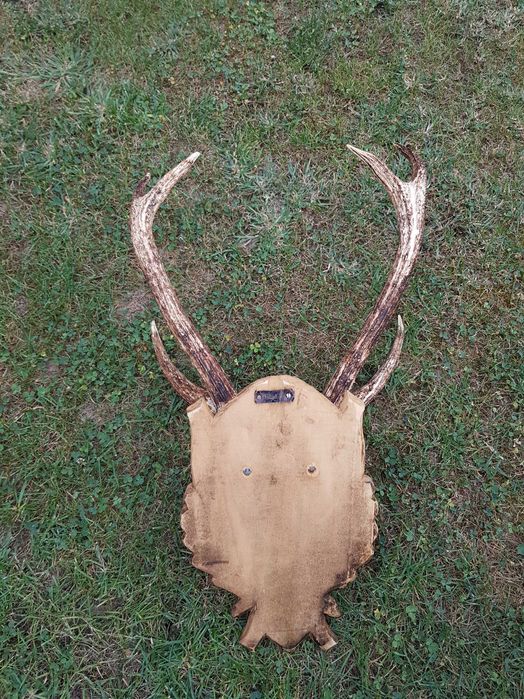 Coarne cerb, trofeu