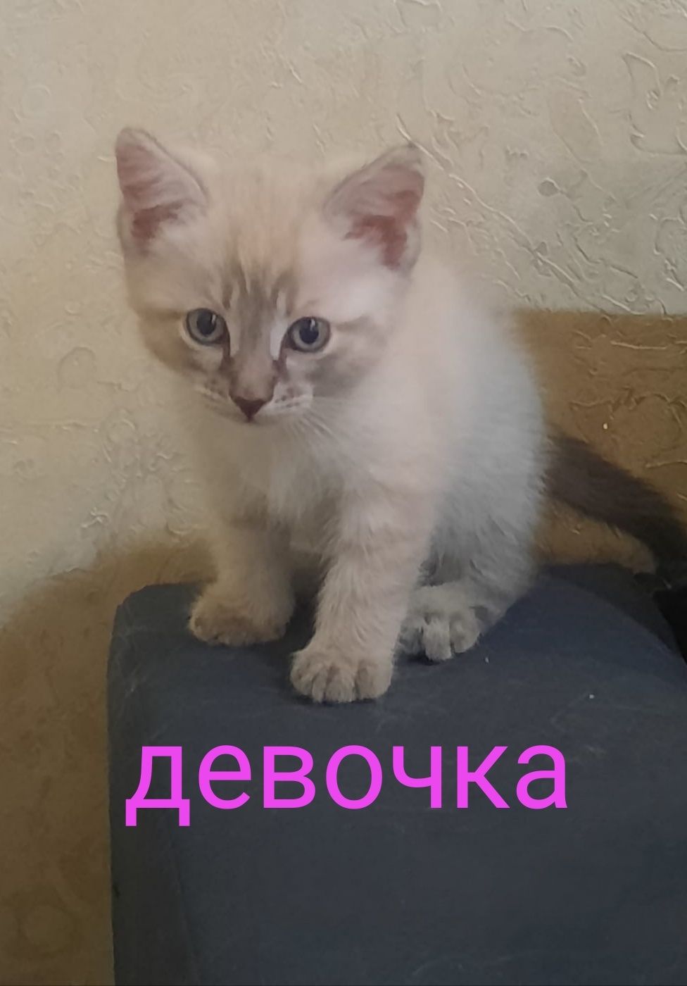 Редкий окрас котят мальчик и девочка