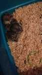 Vand pui de hamster