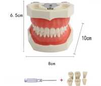 Arcadă dentară nouă tip 8011/Nissin pentru studenți sau medici