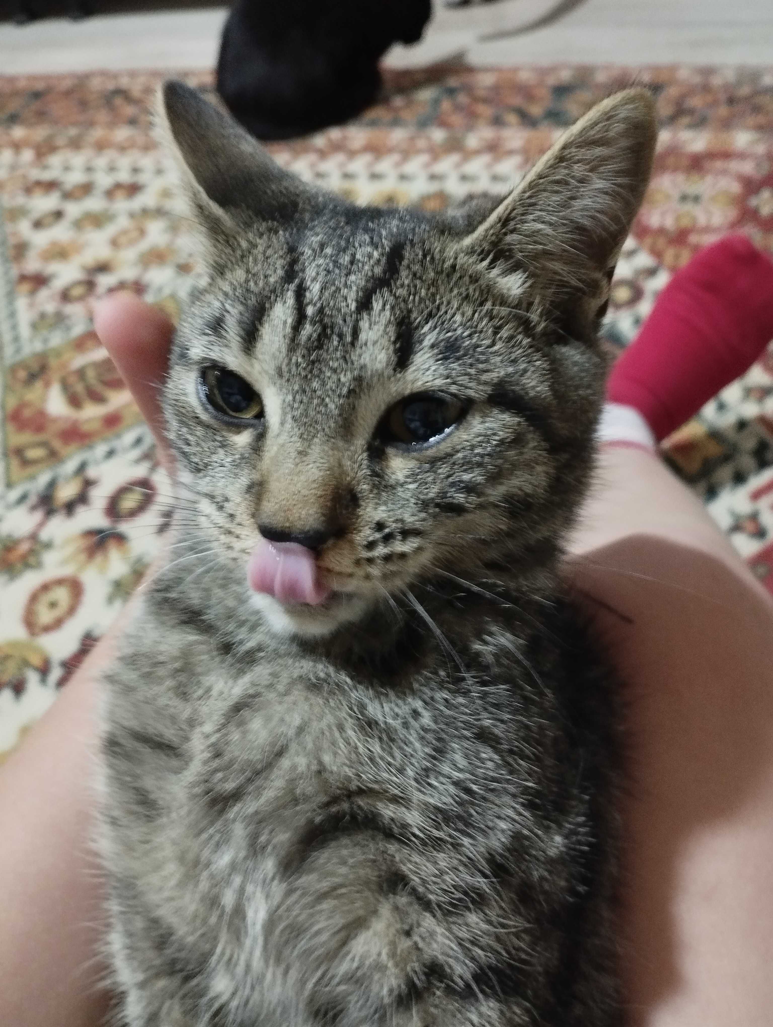 Продам кошку табби