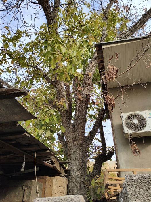 Ёнғоқ дарахти Сотилади !!!