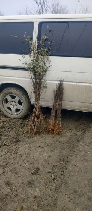 Puieți salcâm frasin fag carpen ulm plop mesteacăn brad molid Tei arin