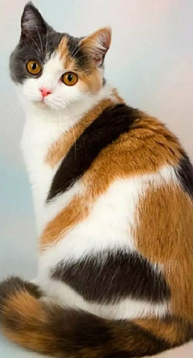 Бесплатно,котята,кошки.