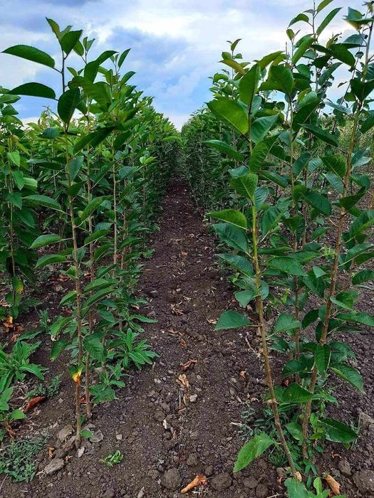 Pomi certificati fitosanitar