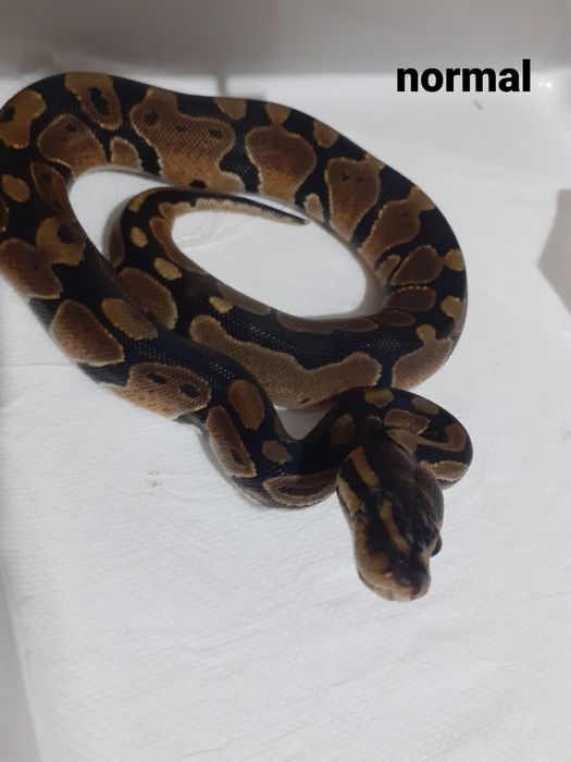 Pui piton regal phyton ball