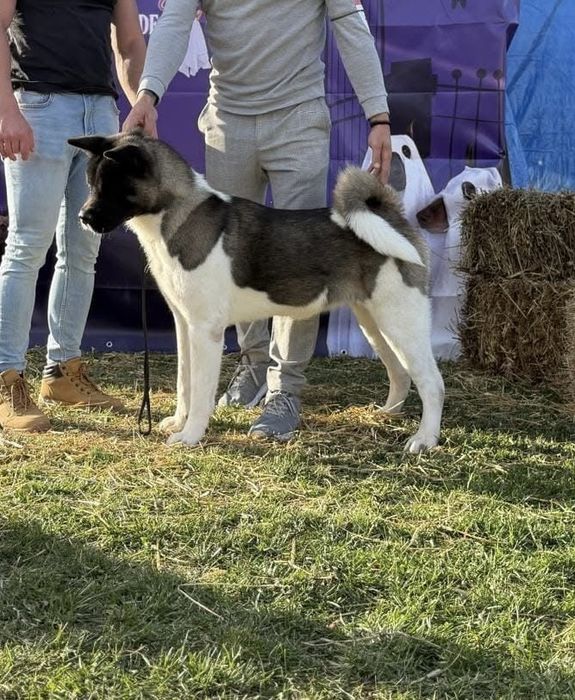 Akita american cu pedigree