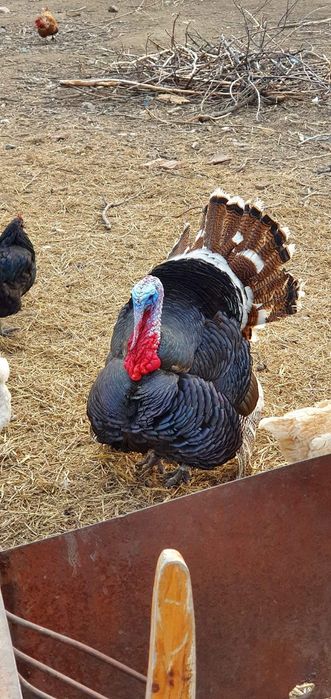 Пуйки и Пуяци за прадниците.