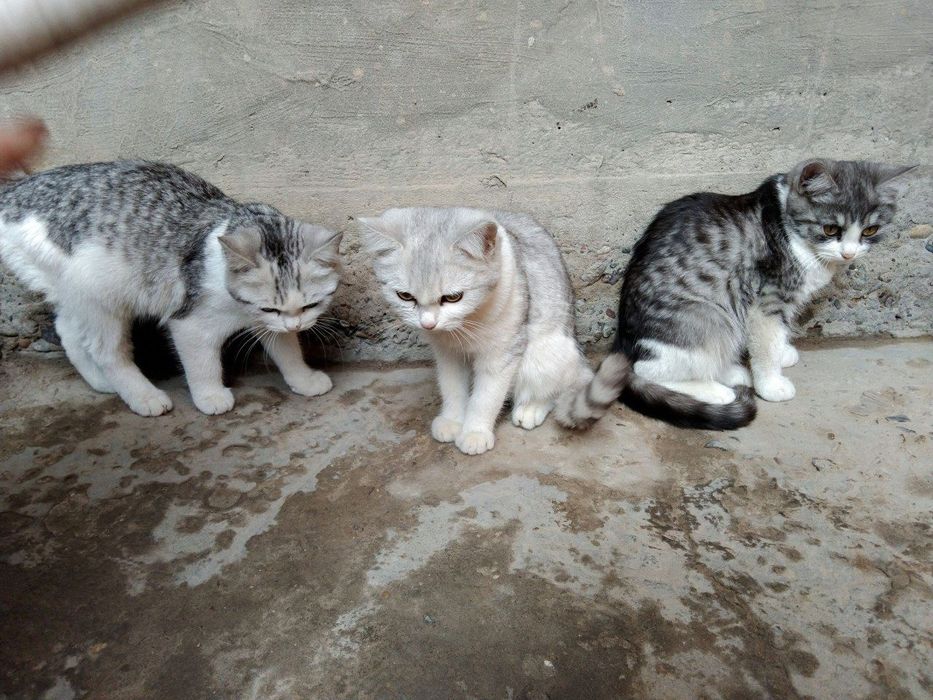 Mushuk zotdor sotiladi