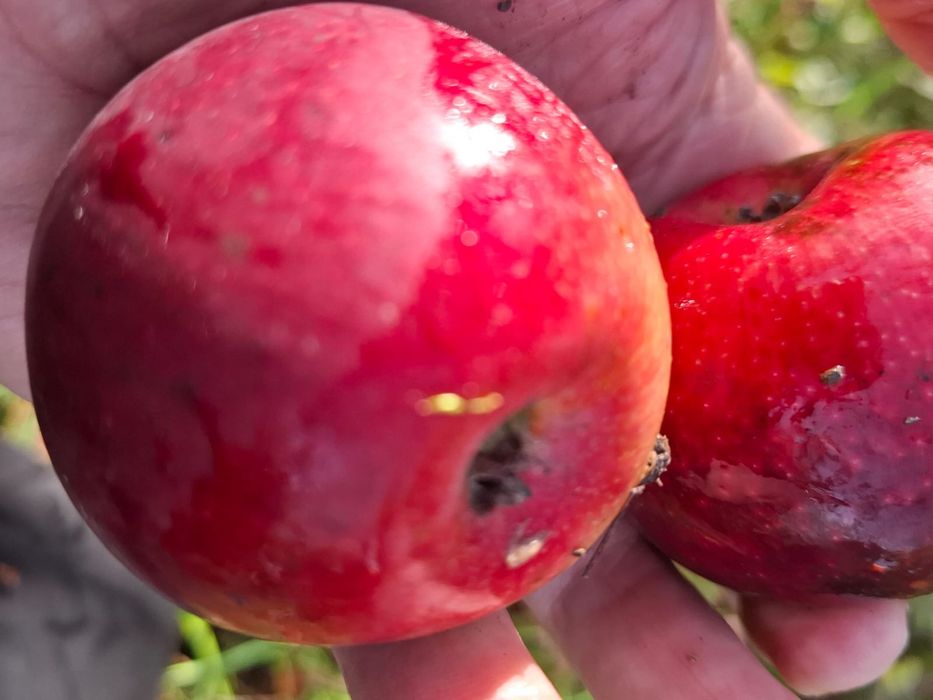 Prun.Nuci.Alun.Liliac.Cires.Aronia Meri Kaki Nectarin Migdal.Soc.Tei>R